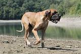 DOGUE ALLEMAND 140
